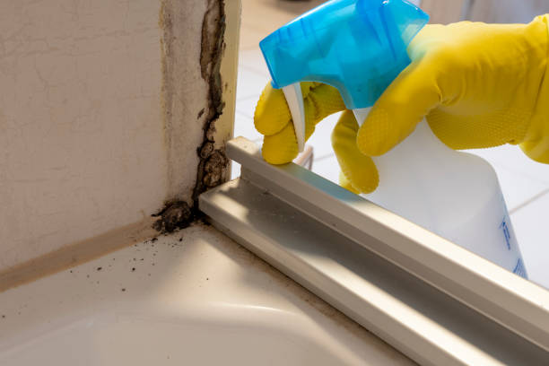 Best Toxic Mold Removal  in Moncks Corner, SC