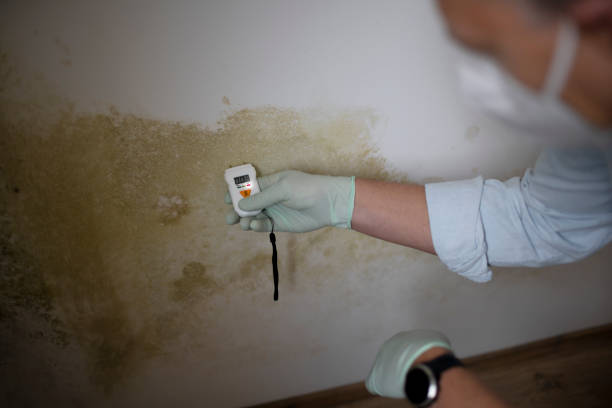 Best Certified Mold Removal  in Moncks Corner, SC