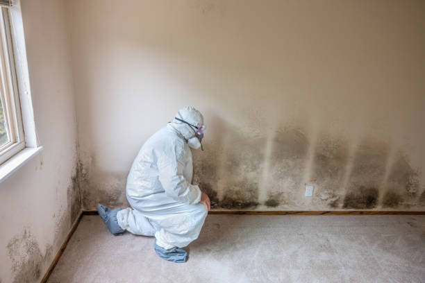 Certified Mold Removal in Moncks Corner, SC