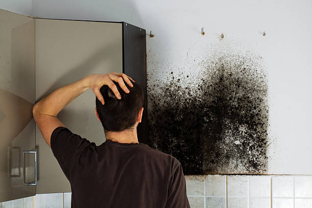 Best Black Mold Removal  in Moncks Corner, SC