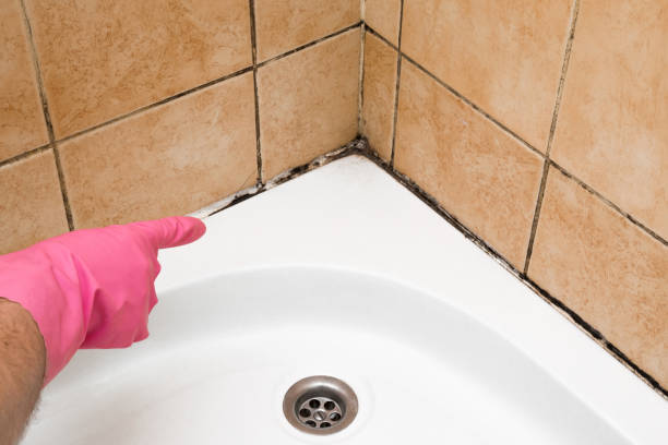 Best Commercial Mold Removal  in Moncks Corner, SC