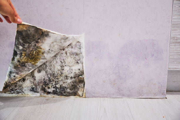 Best Local Mold Removal Service  in Moncks Corner, SC